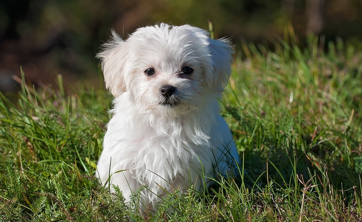 Cremación Individual